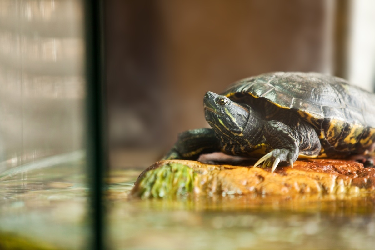 close up of a red eared slider turtle relaxing on a rock insode of his aquarium.