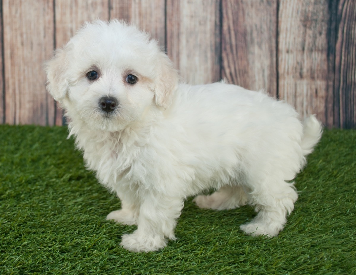 Maltipoo