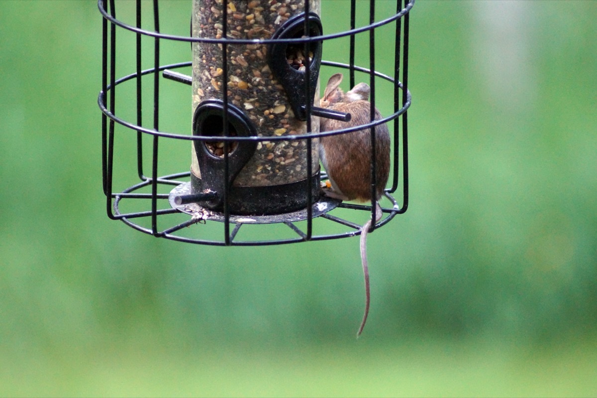 Small mouse in a hanging bird feeder