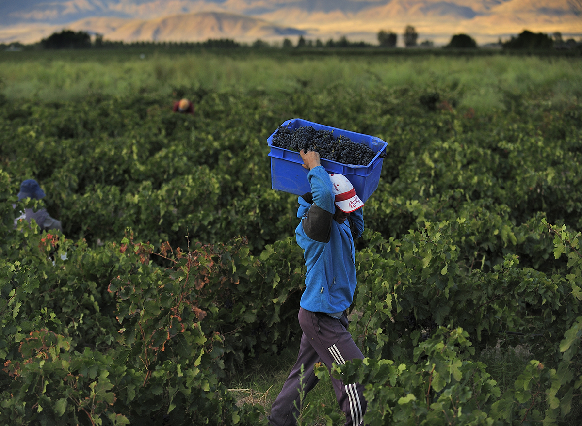 malbec grapes in Argentina