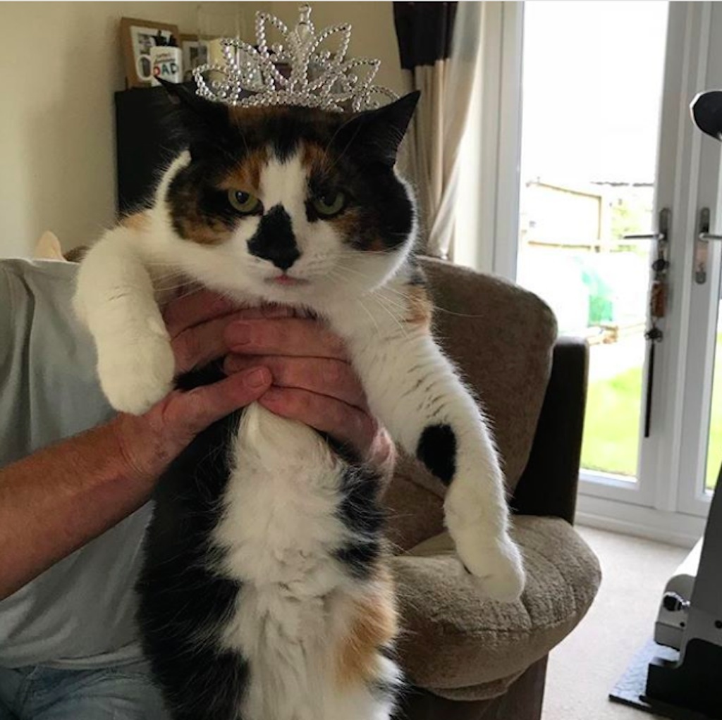 cat dressed in tiara for royal wedding. 