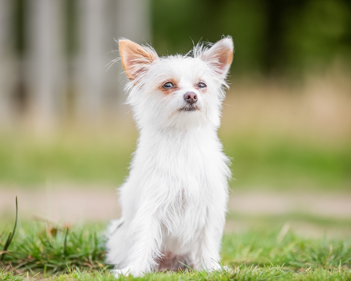 Yorkie/Chihuahua