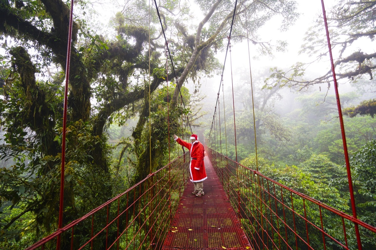 Santa Claus is coming, waving from the suspension bridge in the cloud forest of Monteverde, which is national Reserve with 10500 hectares of cloud forest from which 90% is virgin. It is covered by cloud, foggy, with a lot of moisture and water drops coming from plants. The mosses are covering plants, ground and on trees there are a lot of parasite plants. Water from fog is condensing everywhere. The walking paths are only in touristic part of forest. It is famous touristic spat in Costa Rica.