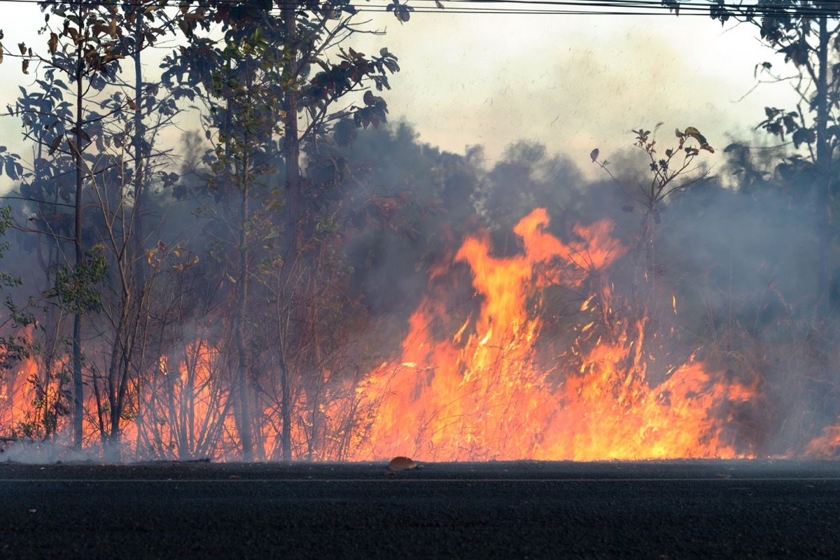 Forrest Fire Why Climate Change Matters