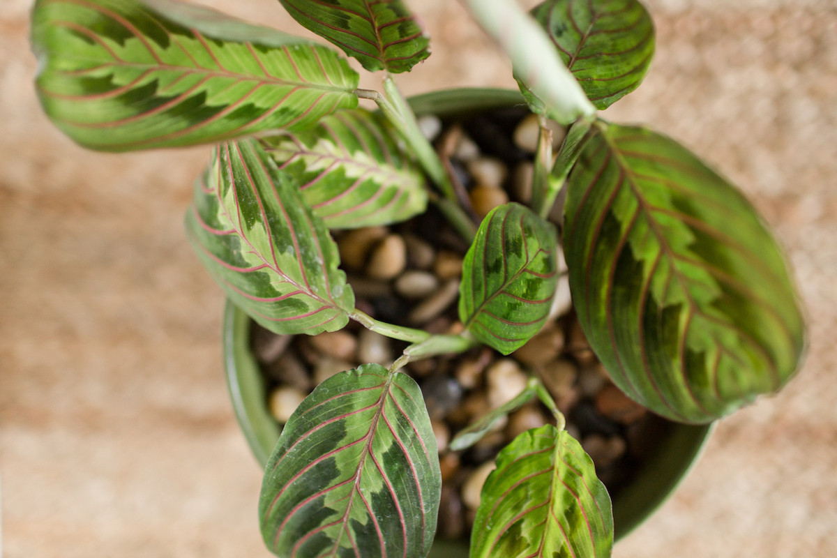 Prayer plant from above