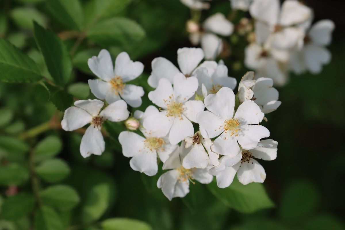 mulltiflora rose