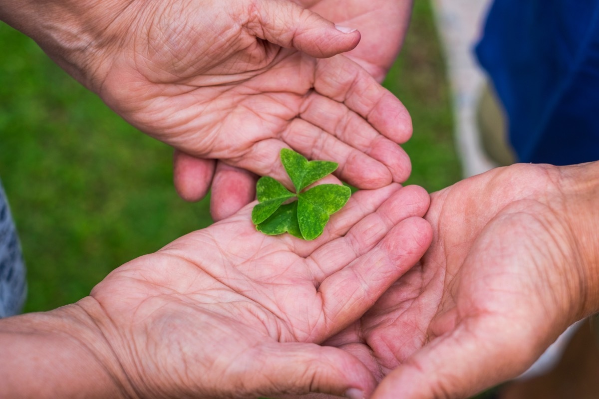 pair of caucasian aged hands have found and take a lucky quatrefoil to start a new happy day together. love and life for a lot of years. luck concept for old people