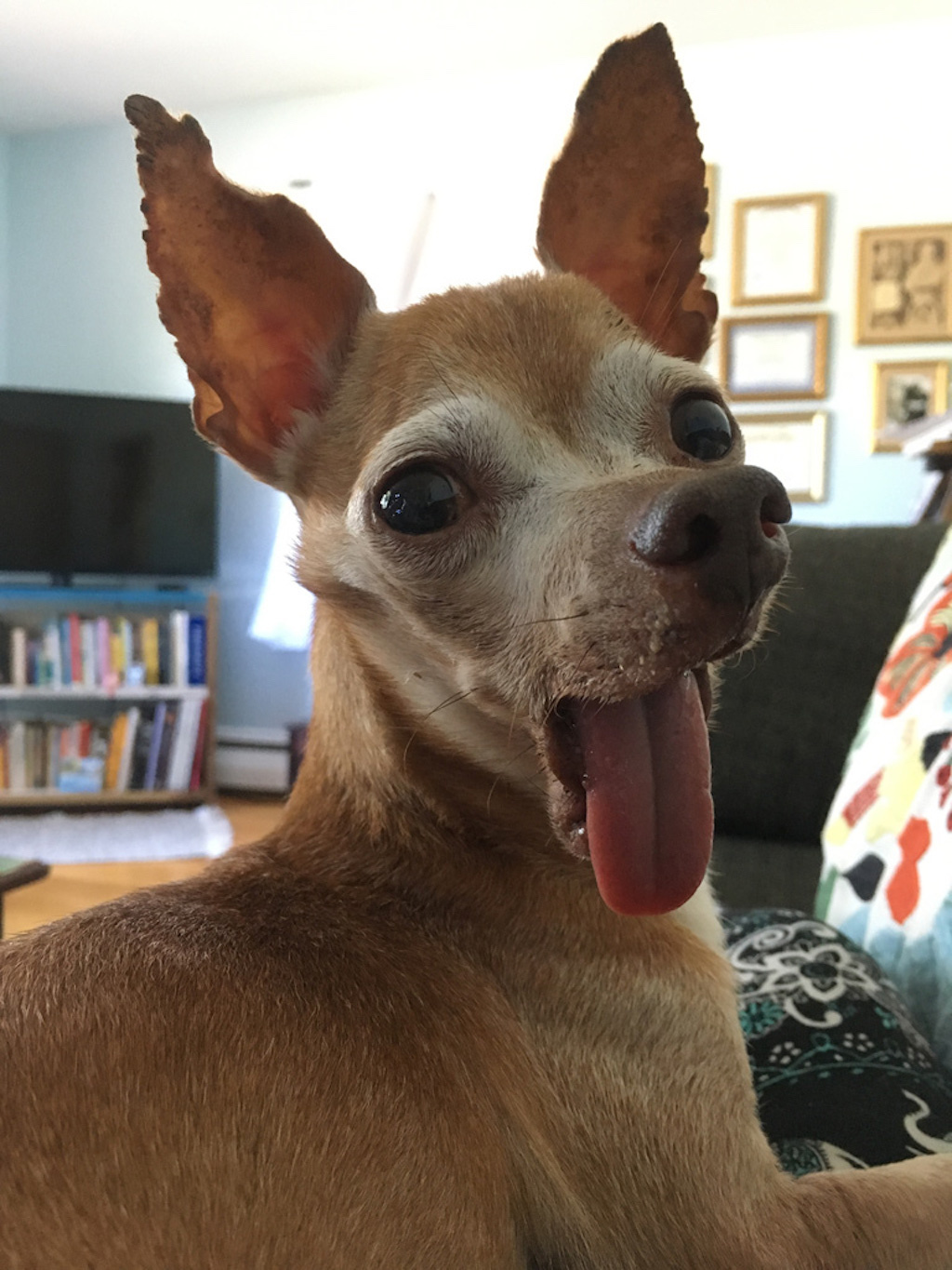 world's ugliest dog contest