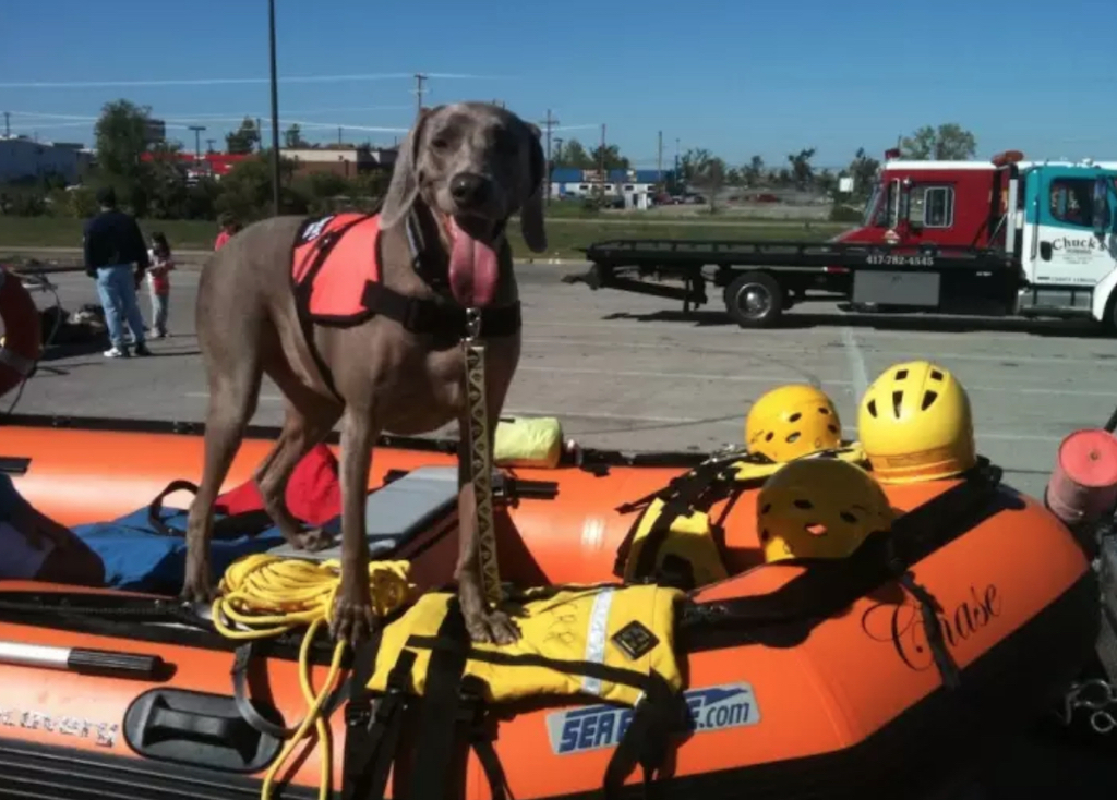 Lily the Rescue Dog Animals Who Are Real-Life Heroes