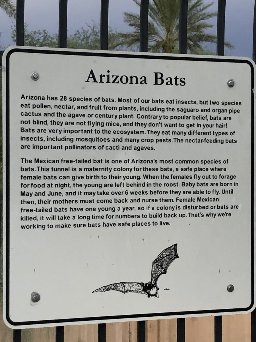 phoenix bat cave