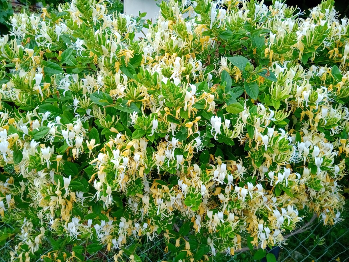 japanese honeysuckle