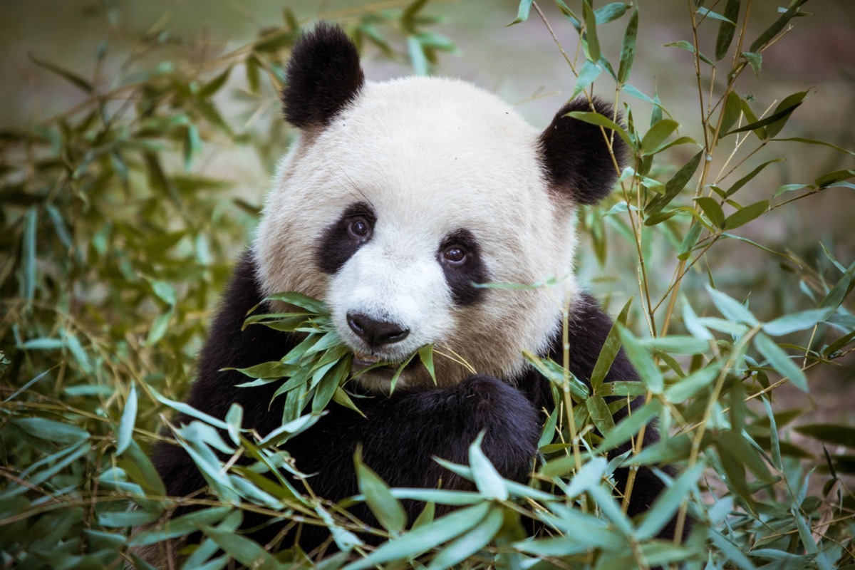 Panda eating bamboo