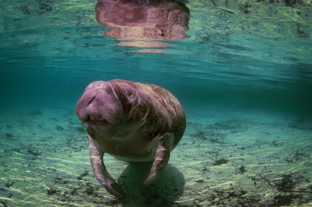 manatee Amazing Facts