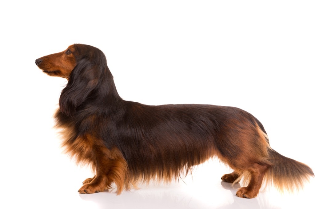 Daschund