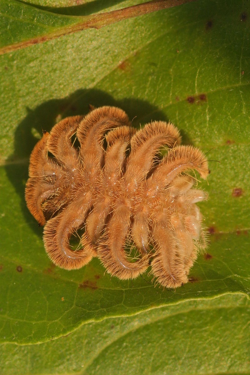 hag moth dangerous bugs in america