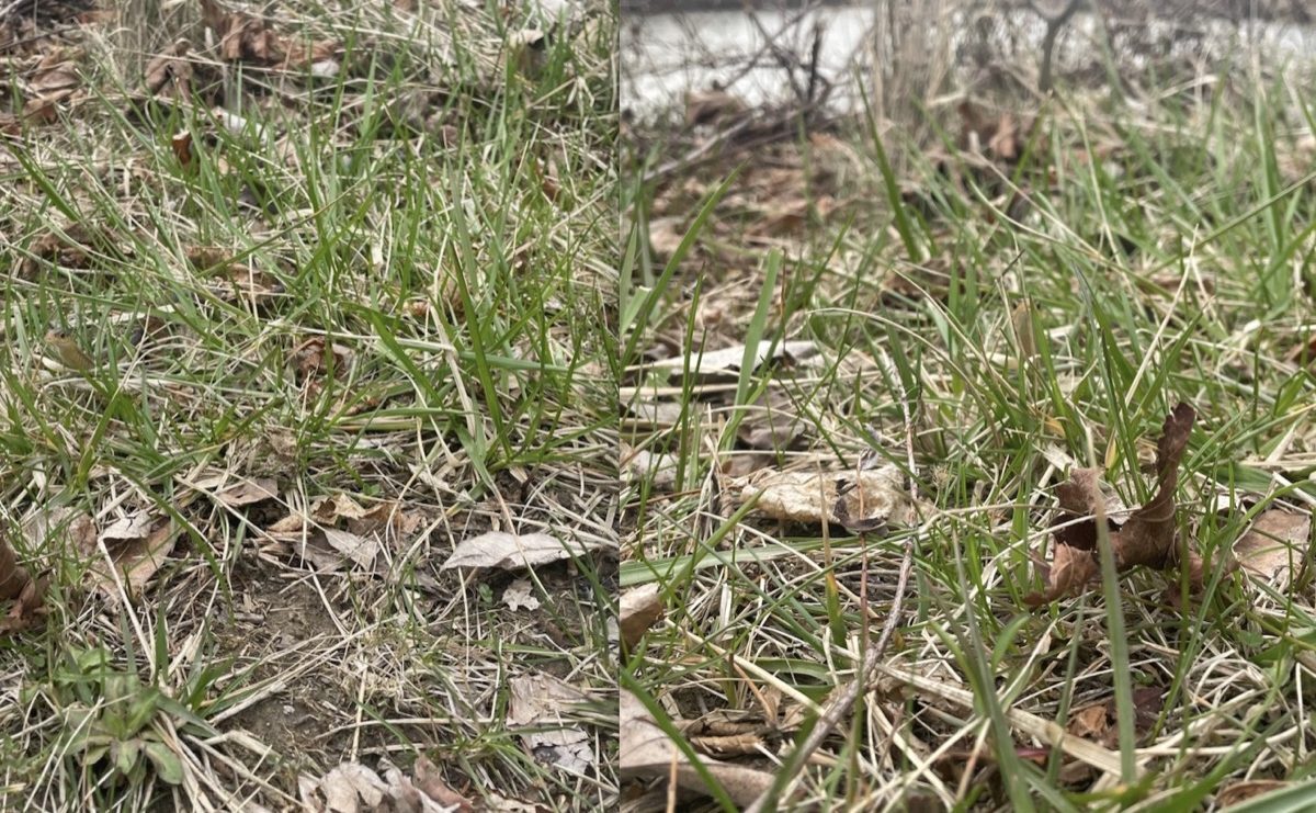 Two side-by-side images of a snake hiding in grass