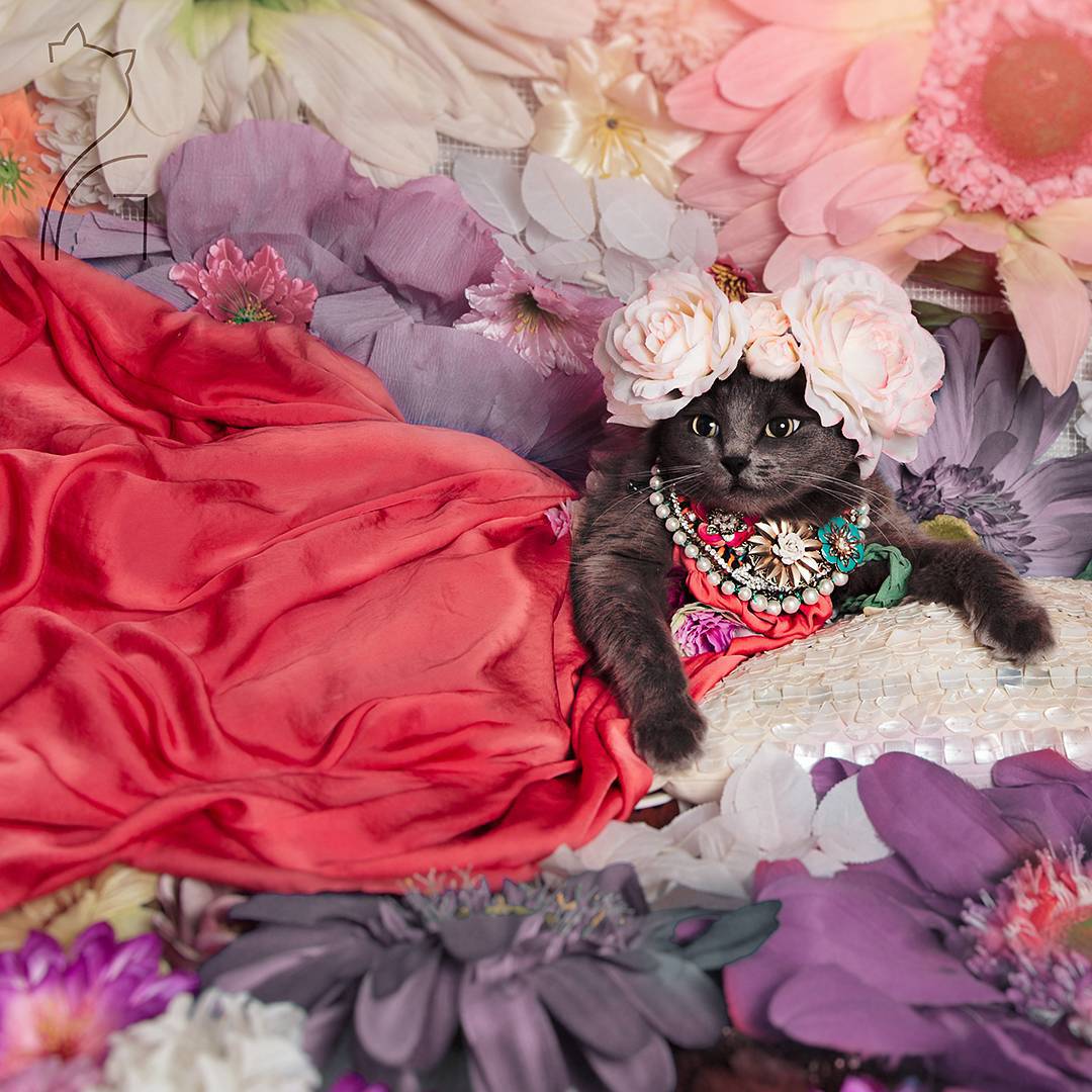 the_most_fashionable_cat_pitzush_puss_in_glam_02