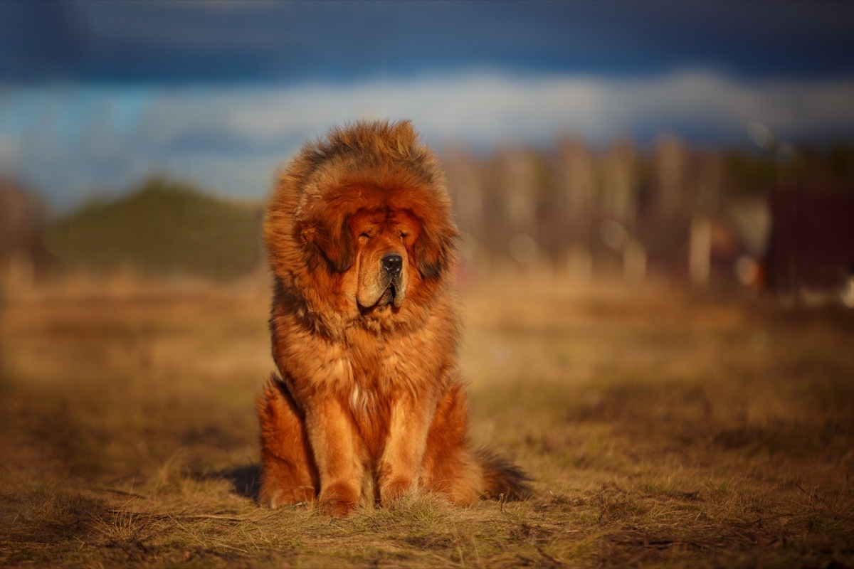 Tibetan Mastiff fluffiest dog breeds