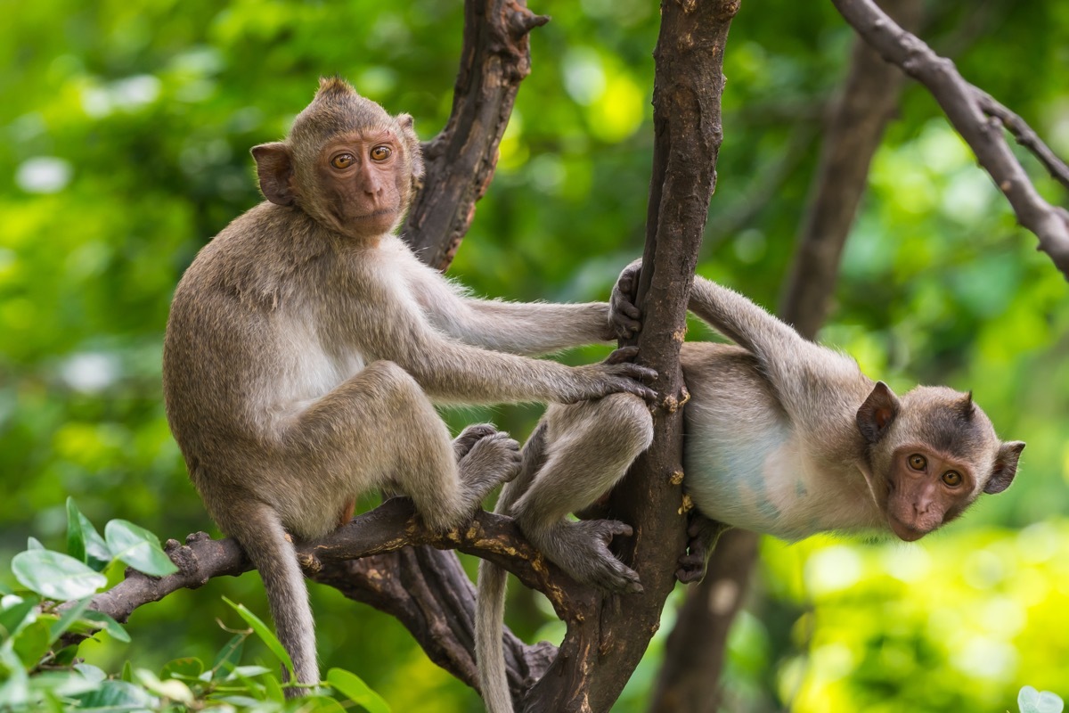 Two Rhesus monkeys play in the trees, state fact about south carolina