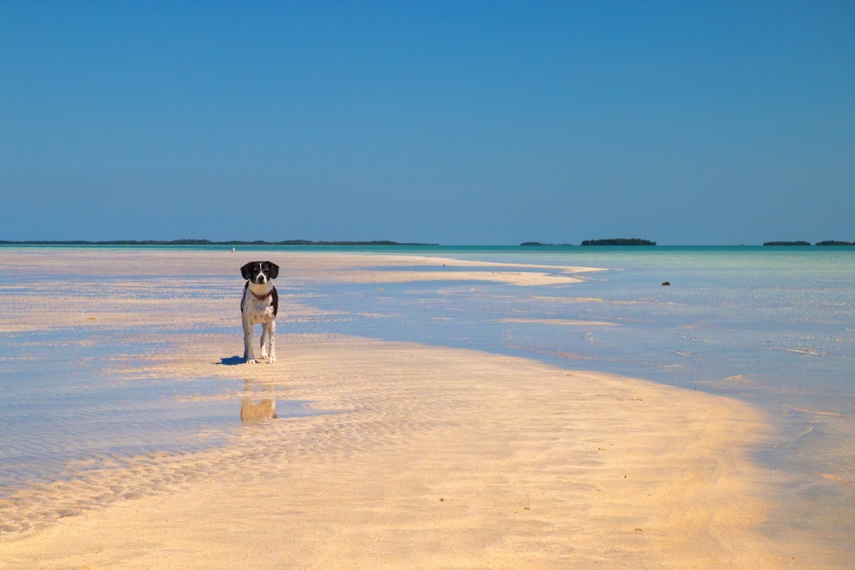 A black and white dog running along the water