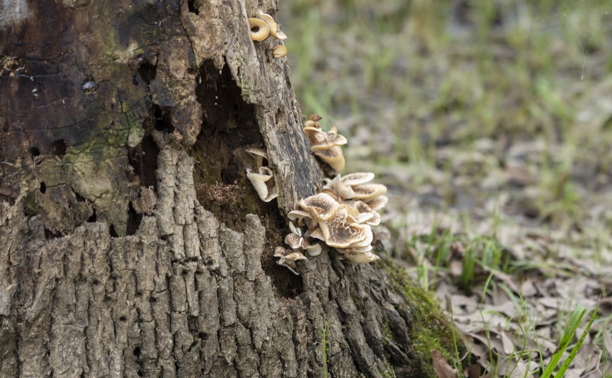 patch of mushrooms growing on a dying tree trunk