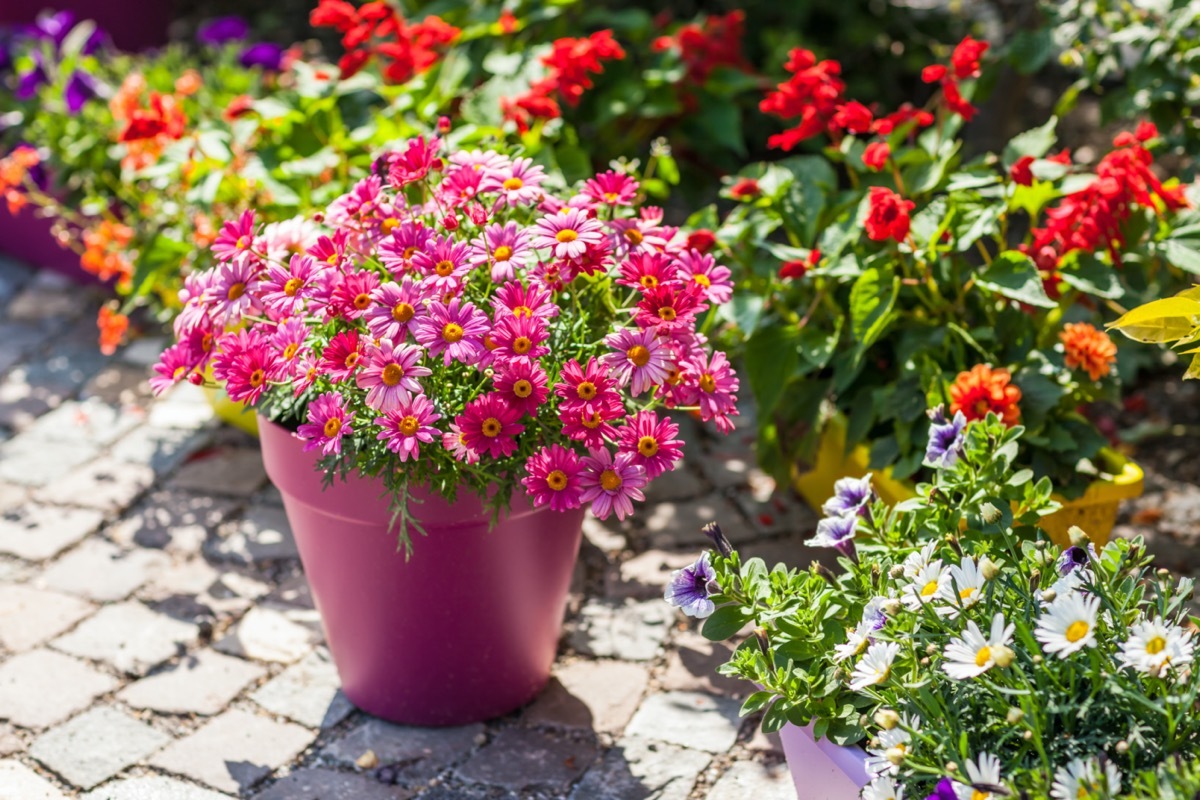 colorful outdoor planters