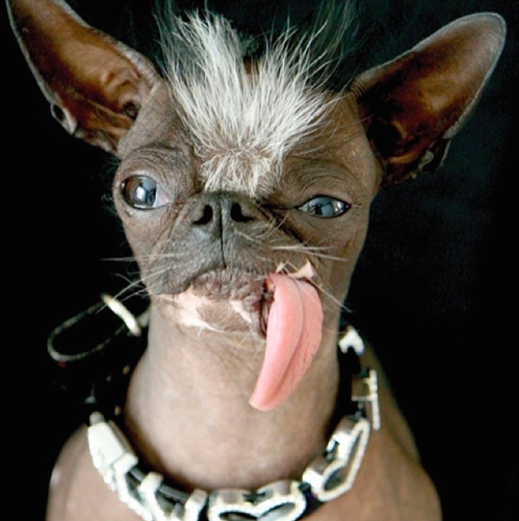 world's ugliest dogs