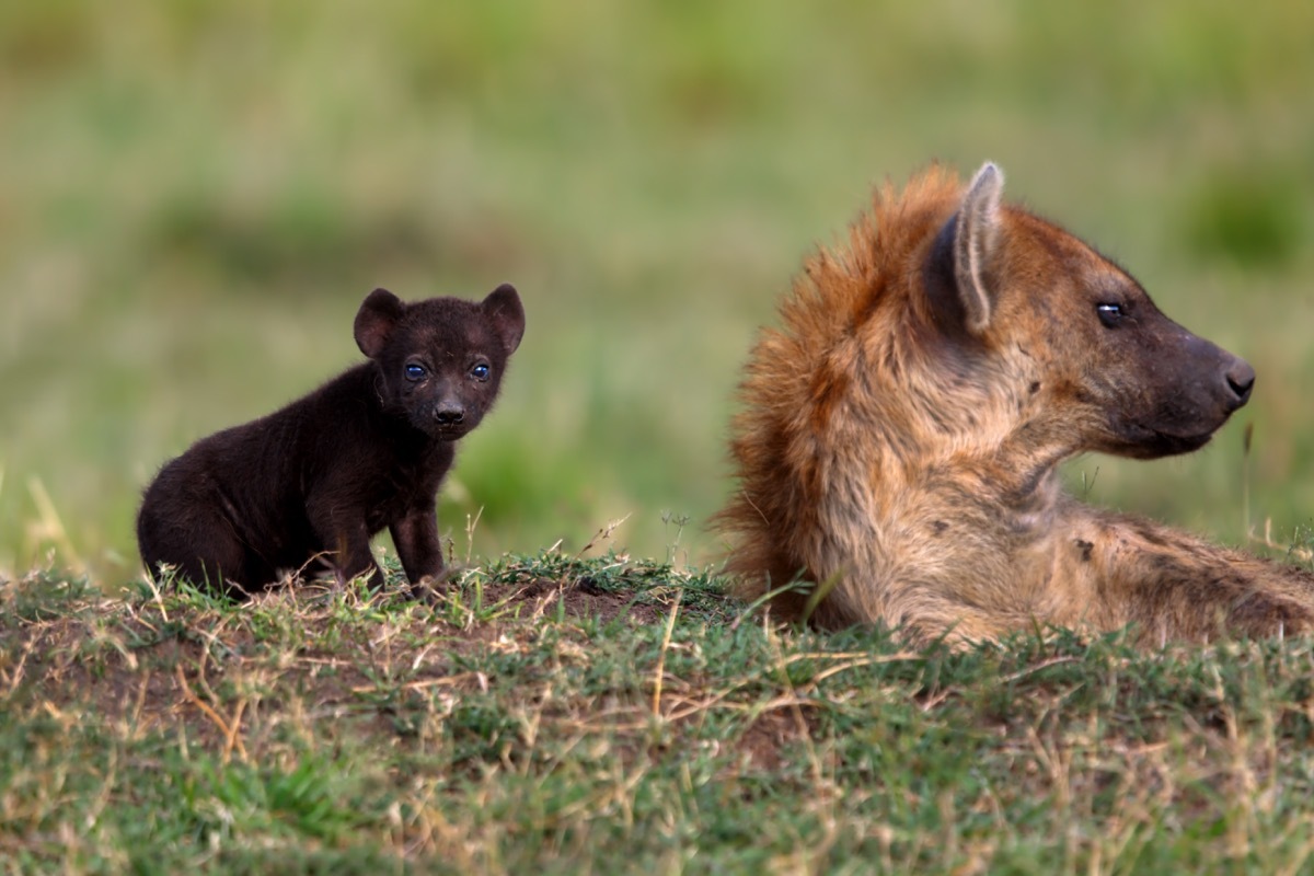 baby hyena with mother in kenya, dangerous baby animals