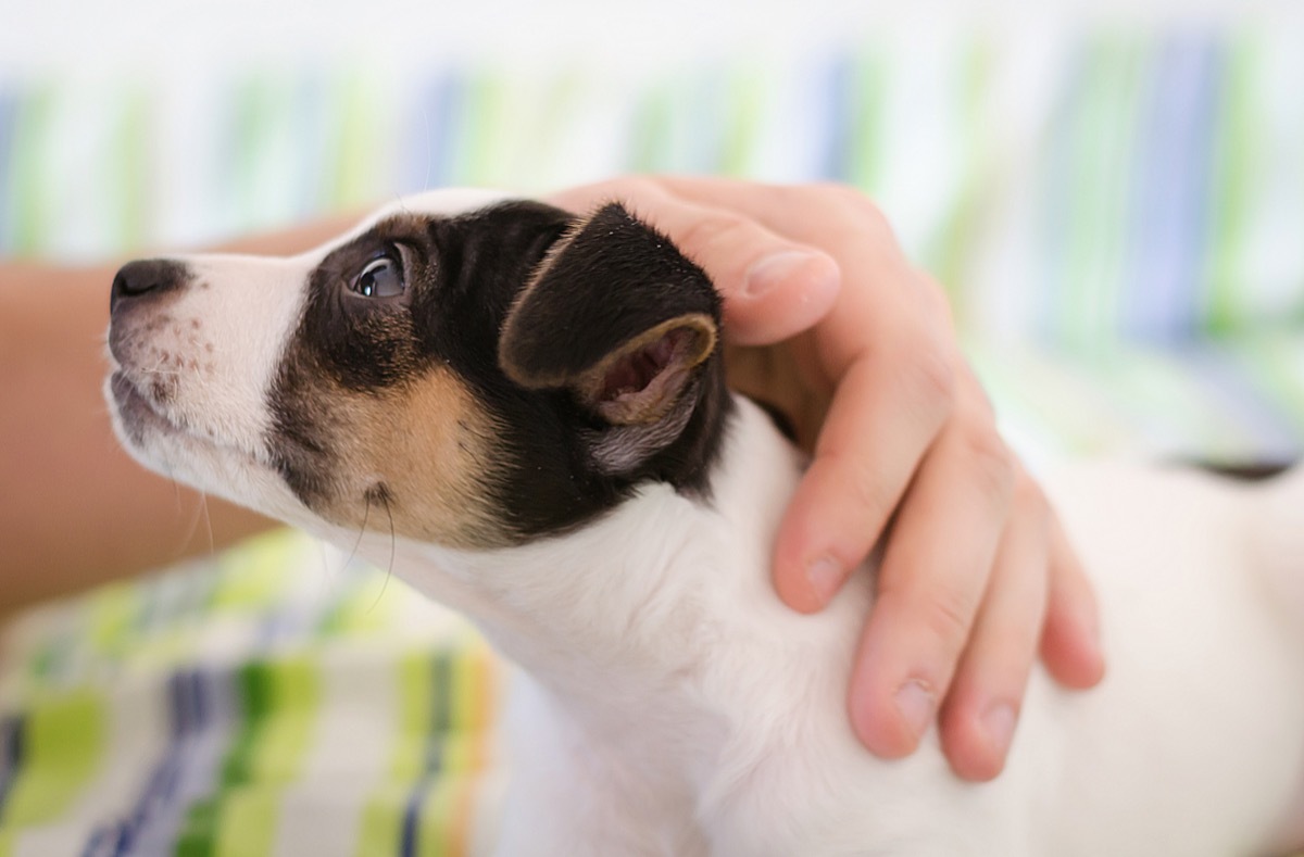 Person petting their dog