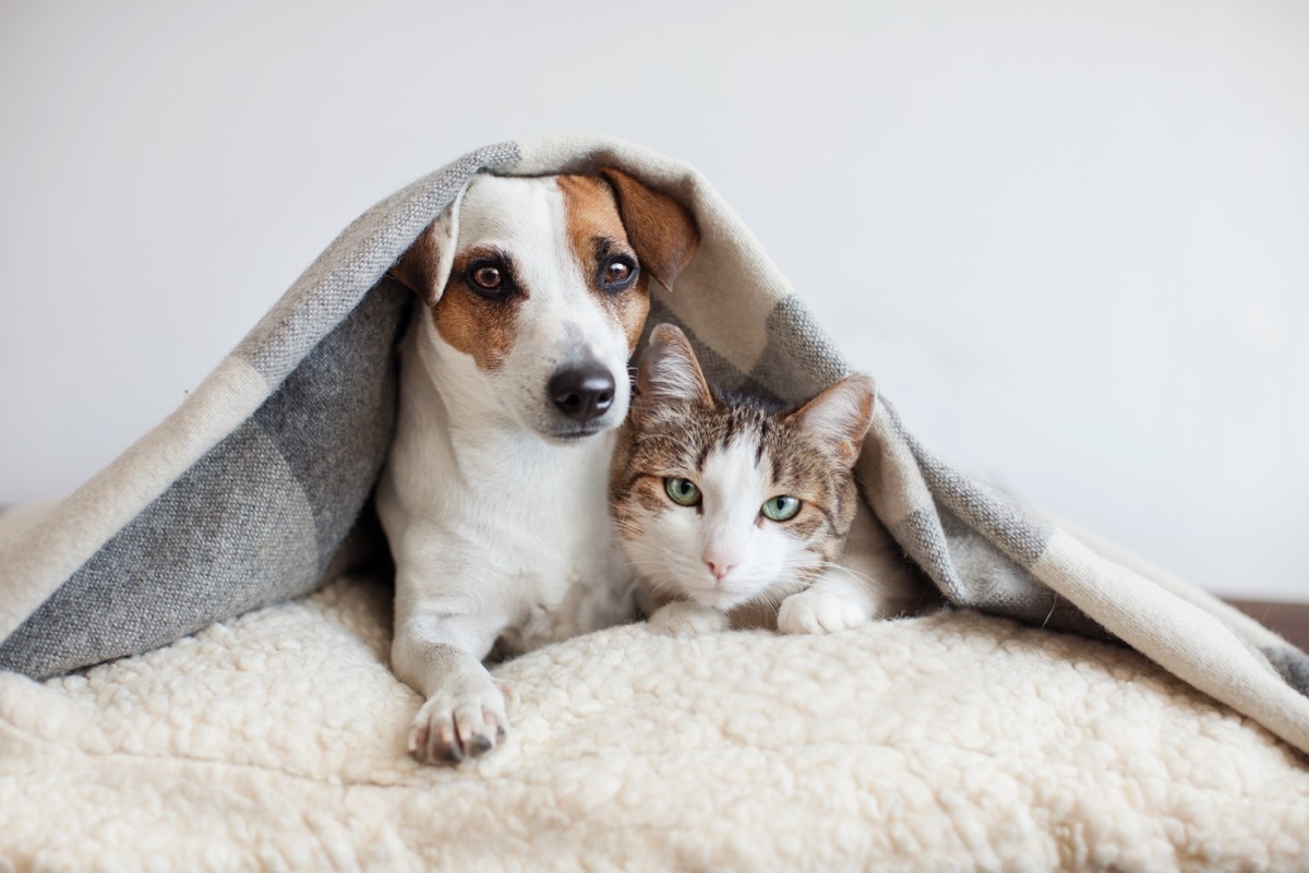 dog and cat under a blanket