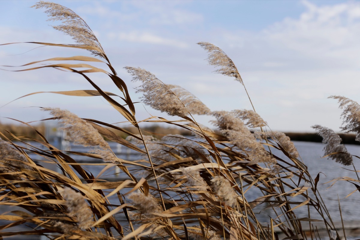 Common reed, Dry reeds, blue sky. Selective soft focus of beach dry grass, reeds, stalks blowing in the wind at golden sunset light, horizontal, blurred sea on background. Rust, Austria.