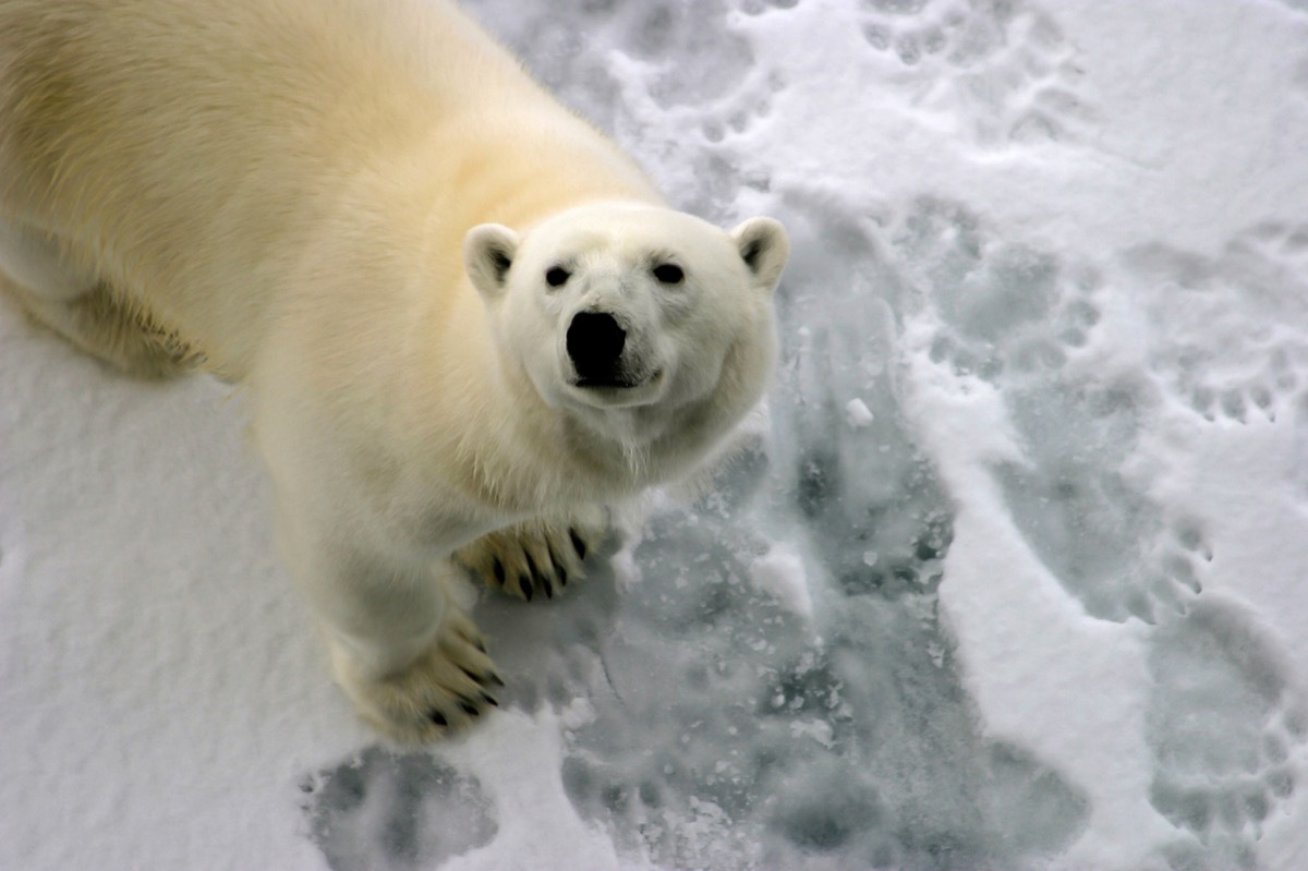 polar bear foot tracks in the snow