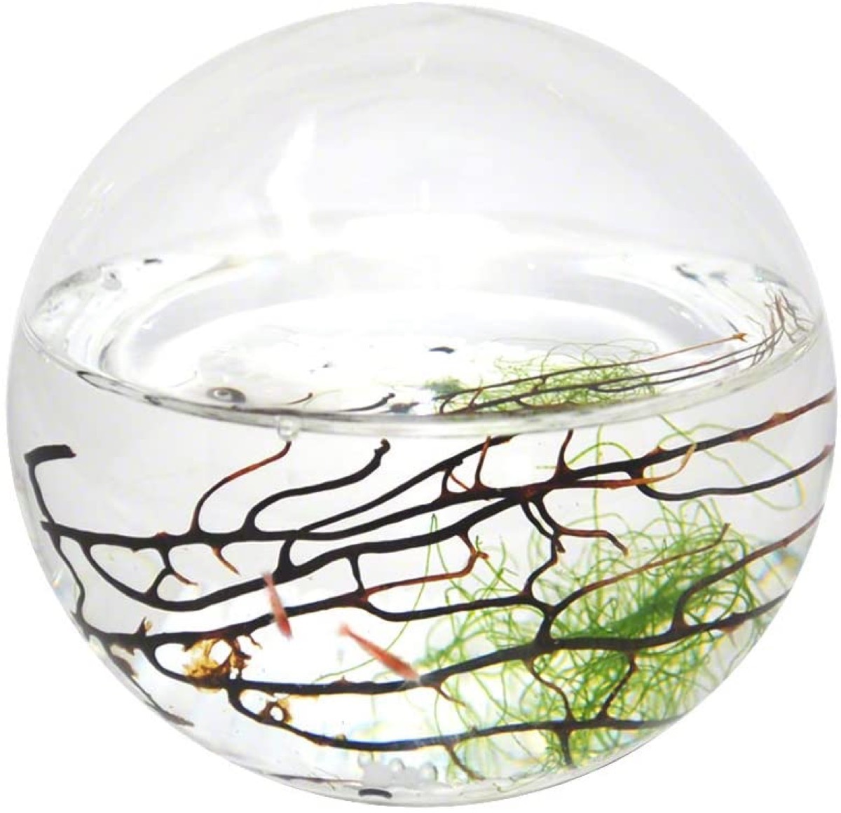 ecosphere