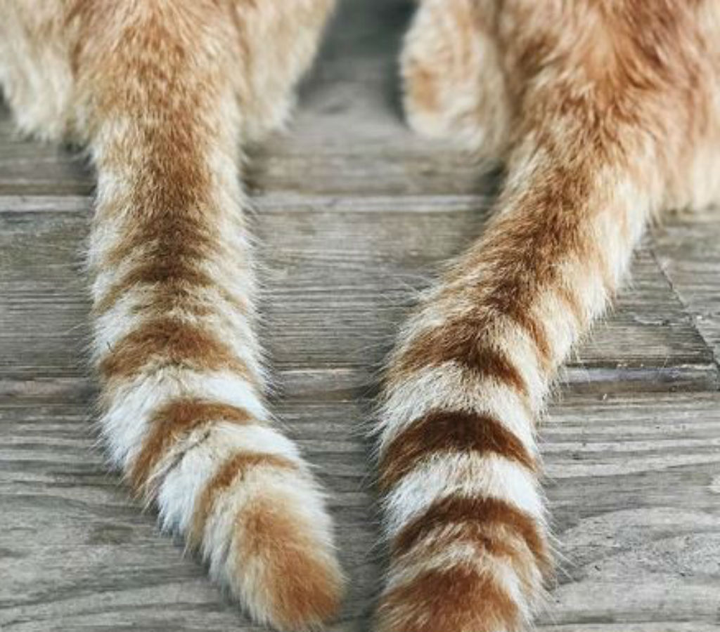 tails sign of cat affection