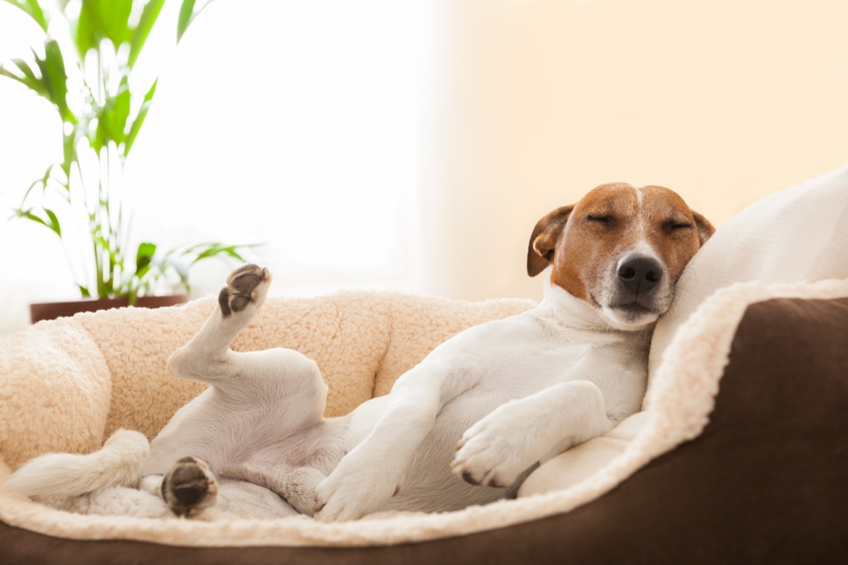 jack russell terrier sleeping in dog bed photos of snoozing dogs