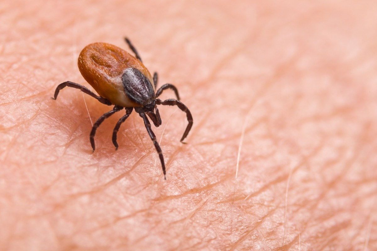 Dangerous biting insect on background of epidermis detail. Disgusting carrier of infections. Tick-borne diseases