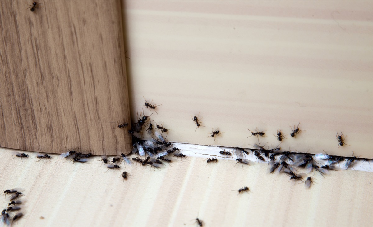 ants sneaking into house through door