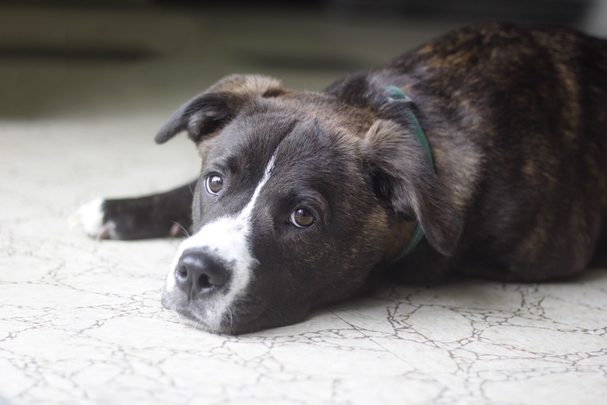 Boxador Mixed Breed Dogs