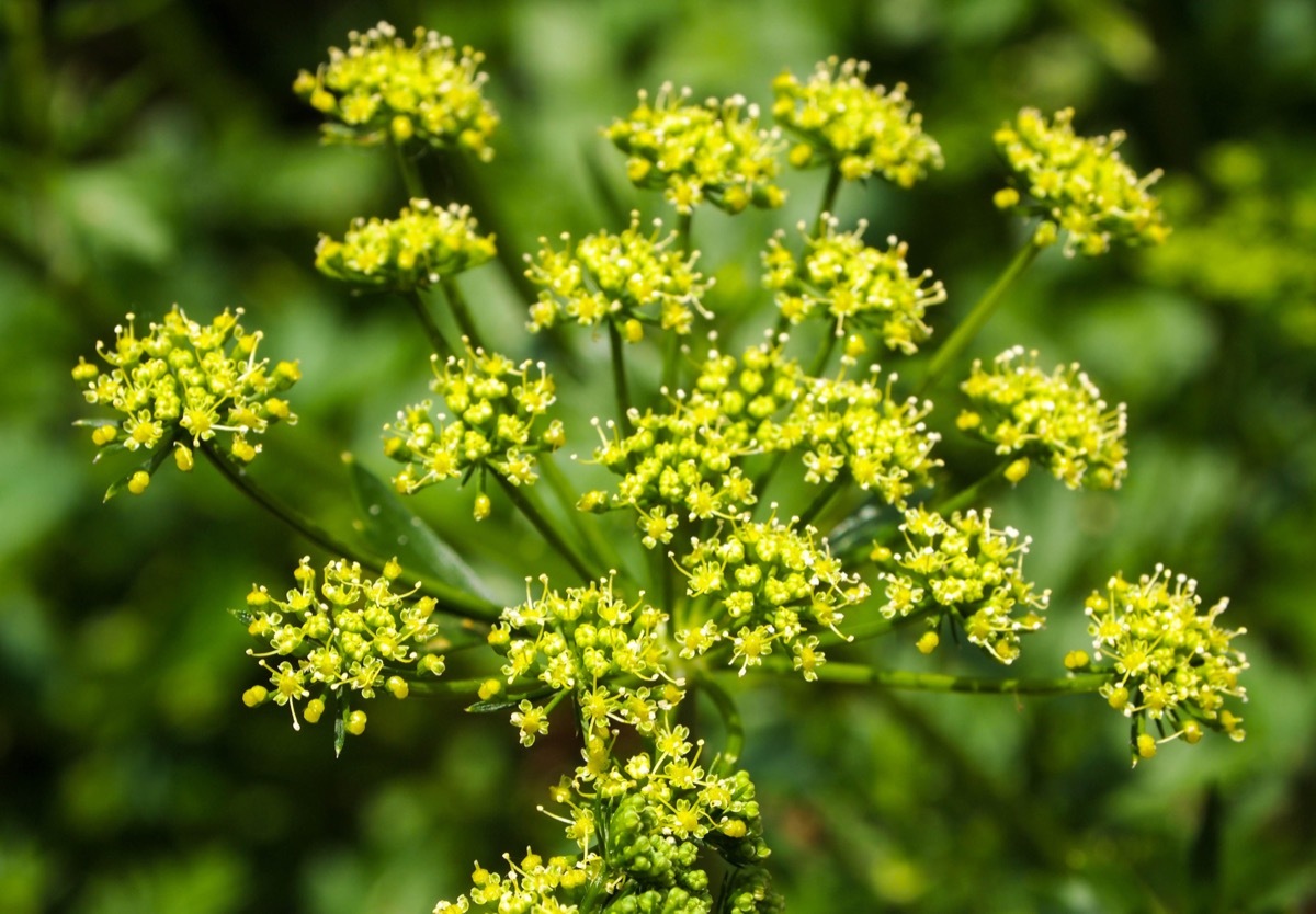 closeup of wild parsnip flowers