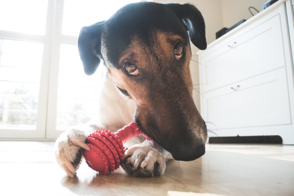 Dog chewing on his toy toy