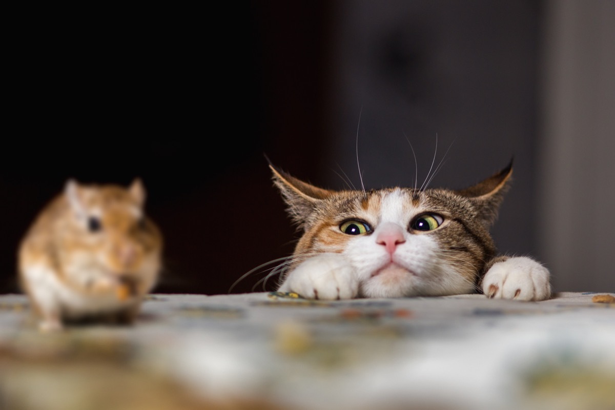 cat looks over table, hazardous things in house