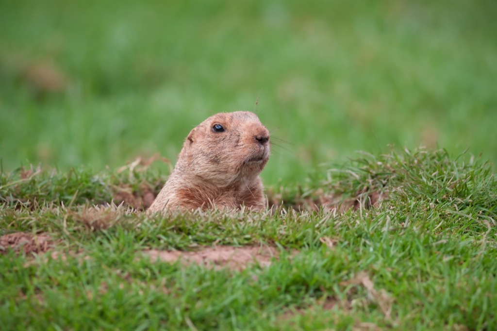 Woodchuck {Groundhog Day is Weird}