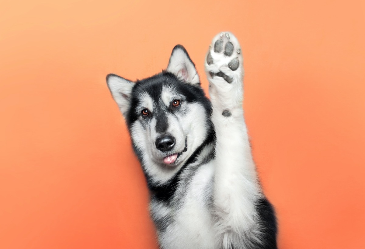 Husky holding up paw