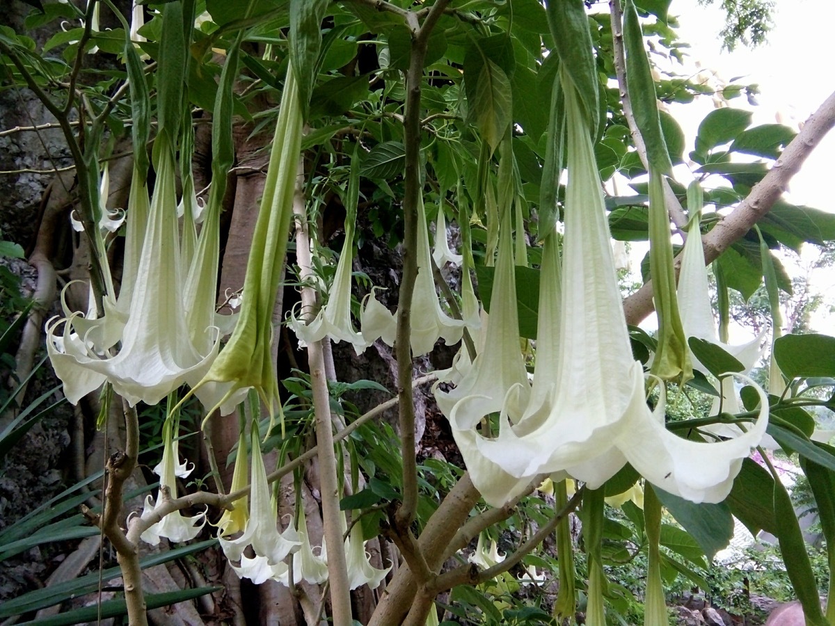 Angel's Trumpet Dangerous Plants in Your Backyard