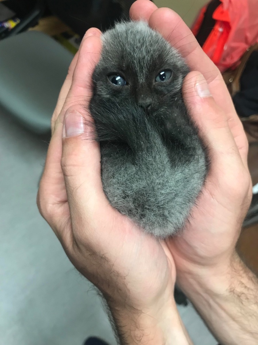 lykoi kitten being held adorable cat photos