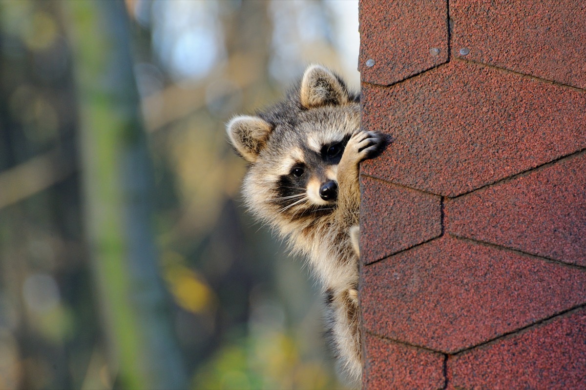 Raccoons look out from under a roof at a house