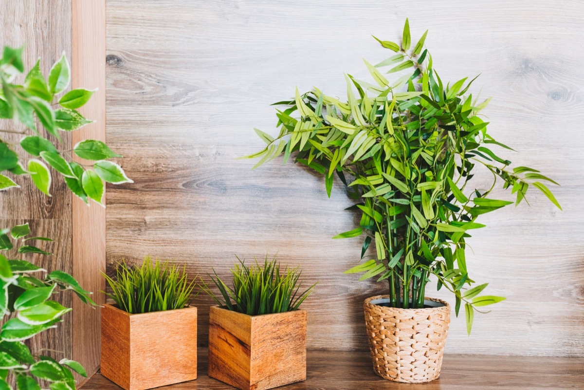 fake plants in modern room