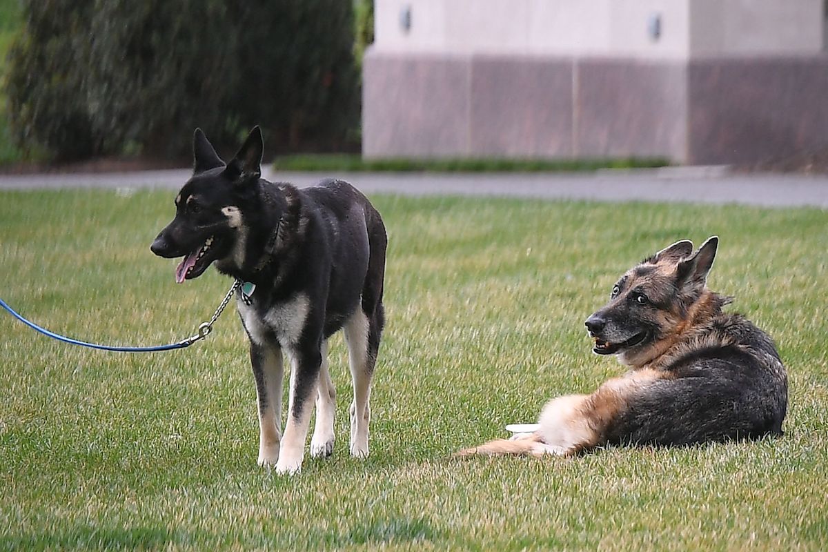 The Bidens' dogs Champ and Major are seen on the South Lawn of the White House in Washington, DC, on March 31, 2021.