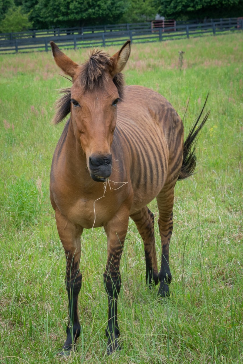 A beautiful brown zorse in a meadow. The hybrid version of a horse & zebra. - Image