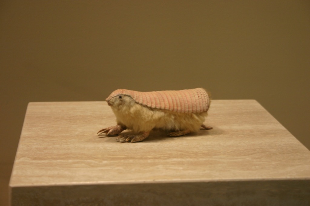 pink fairy armadillo flickr